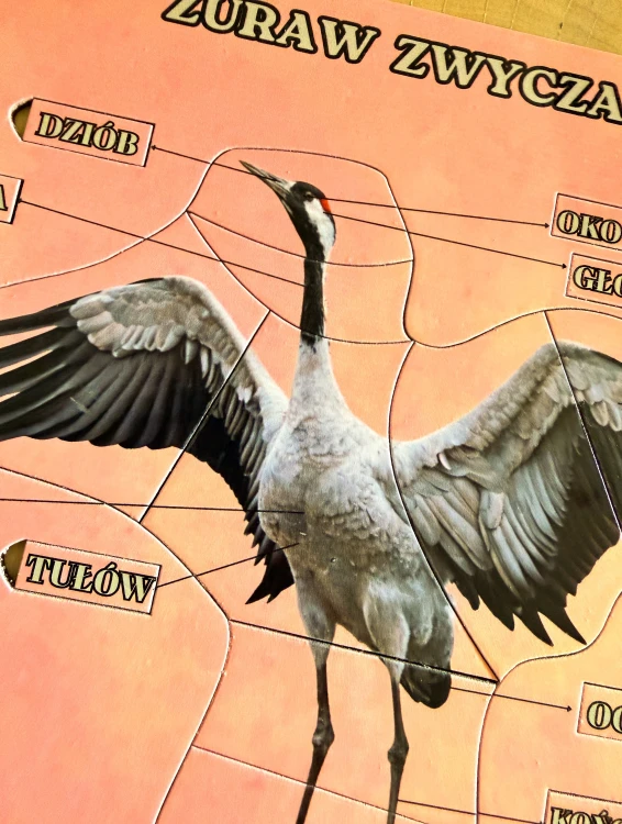 Warstwowa pomoc edukacyjna EDUBOBO ukazująca szkielet ptaka pod ilustracją żurawia