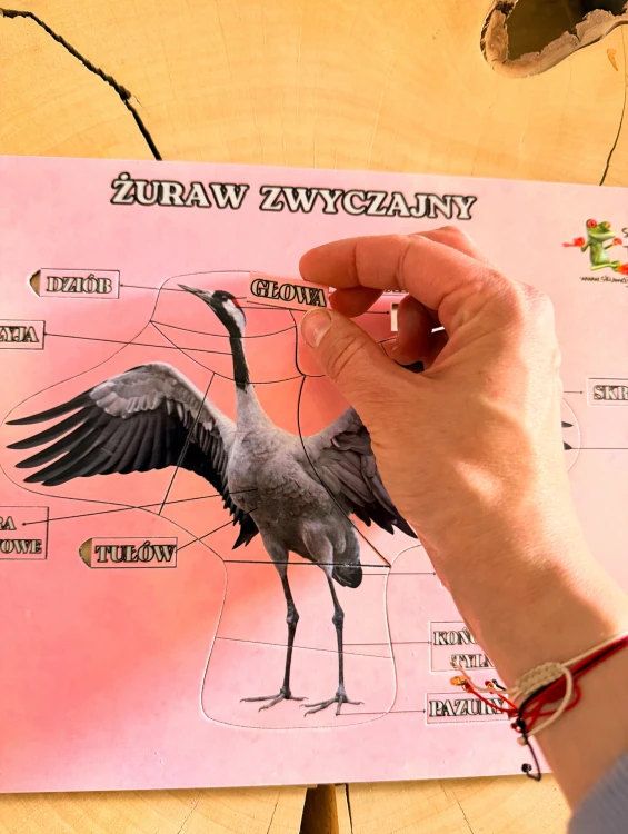 Budowa żurawia w drewnianej układance EDUBOBO do poznawania anatomii ptaków