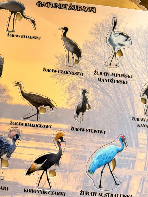 Plansza edukacyjna układanki Gatunki żurawi EDUBOBO z miejscami na poszczególne gatunki