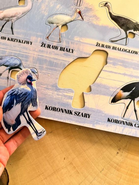 Dziecko dopasowujące elementy układanki Drewniana pomoc edukacyjna Gatunki żurawi EDUBOBO