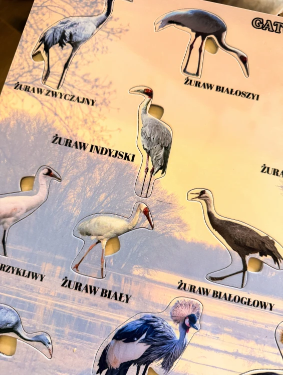 Zestaw edukacyjny Gatunki żurawi EDUBOBO z kartami PDF do nauki biologii i geografii