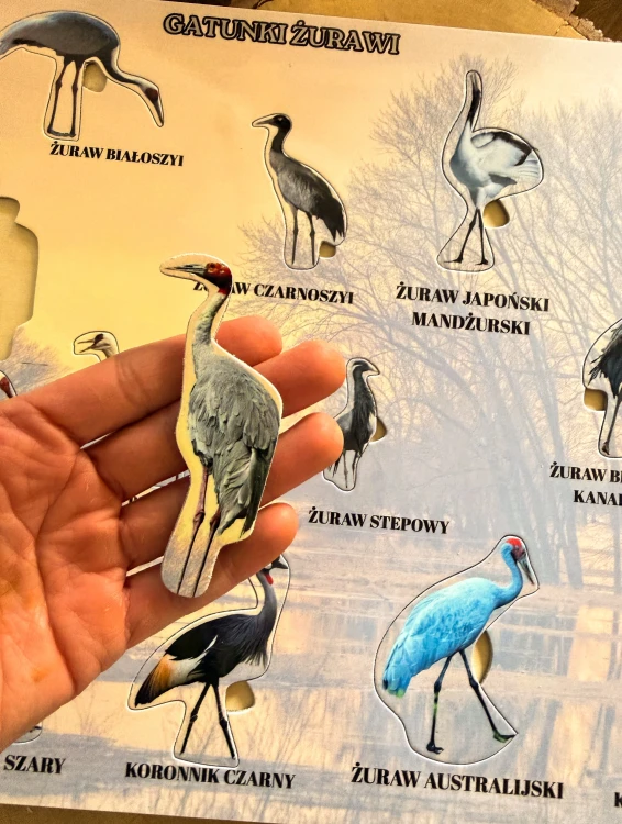 Ekologiczna drewniana układanka edukacyjna Gatunki żurawi EDUBOBO do użytku w szkole i domu