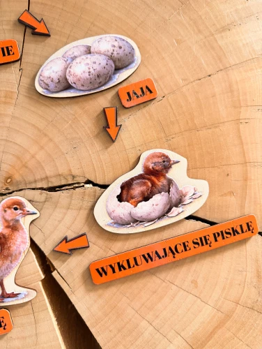 Drewniana układanka EDUBOBO do poznawania kolejnych faz rozwoju żurawia