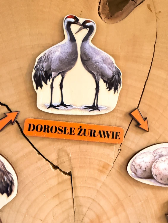 Drewniana pomoc edukacyjna do układania kolejności rozwoju żurawia