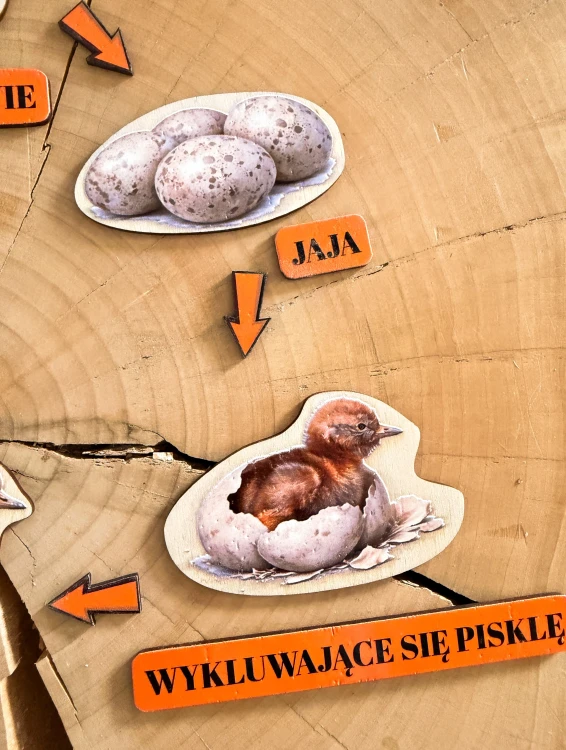 Ilustracje etapów życia żurawia na elementach edukacyjnej układanki