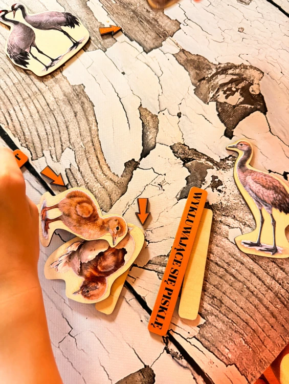 Elementy układanki o rozwoju żurawia z realistycznymi ilustracjami i podpisami
