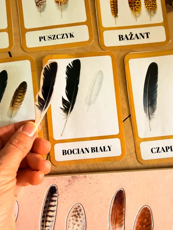 Komplet drewnianych elementów piór ptaków Polski z podpisanymi gatunkami