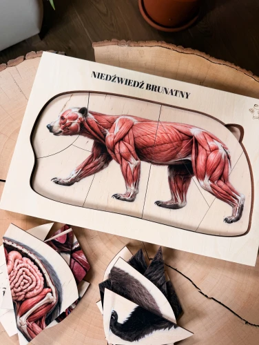 Układanka edukacyjna -Niedźwiedź brunatny – budowa i anatomia