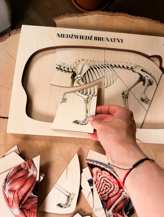 Drewniana podstawa układanki edukacyjnej Niedźwiedź brunatny z detalem elementów