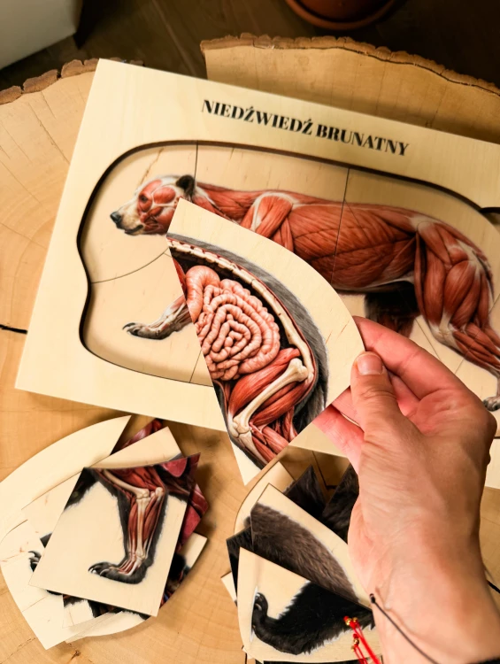Układanka edukacyjna Niedźwiedź brunatny - szczegóły anatomiczne na warstwach