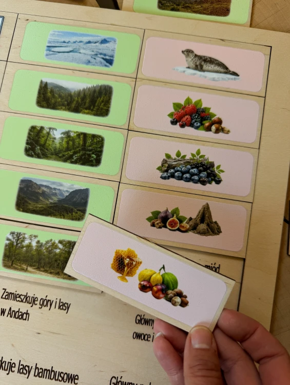Zestaw edukacyjny Świat niedźwiedzi EDUBOBO podczas nauki z dziećmi