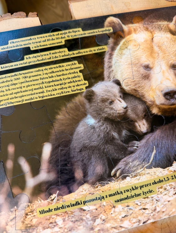 Zbliżenie na realistyczne ilustracje niedźwiedzia w zestawie edukacyjnym EDUBOBO