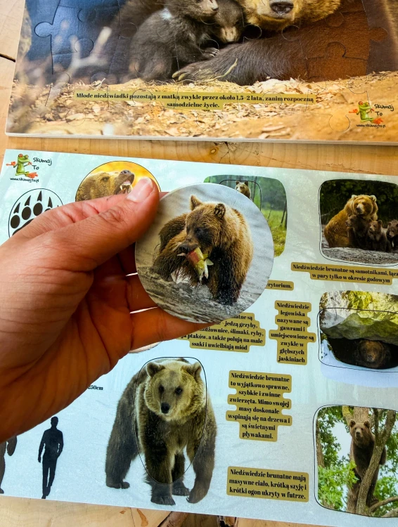 Dziecko układające drewniane puzzle edukacyjne Świat niedźwiedzia EDUBOBO