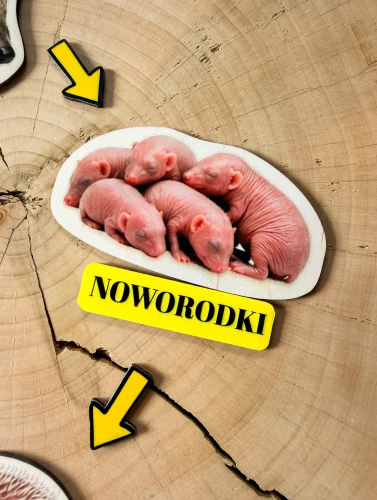 Układanka EDUBOBO pokazuje noworodki jeża jako początek cyklu rozwojowego.