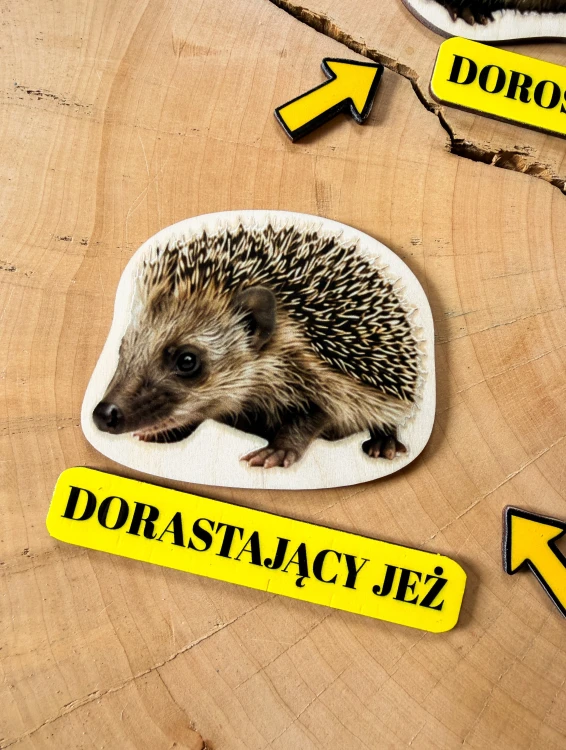 Młody jeż przedstawiony jako kolejny etap rozwoju na drewnianej układance EDUBOBO.