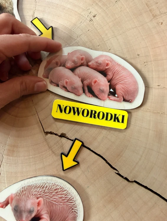 Strzałki i podpisy porządkują etapy życia jeża na pomocy edukacyjnej EDUBOBO.