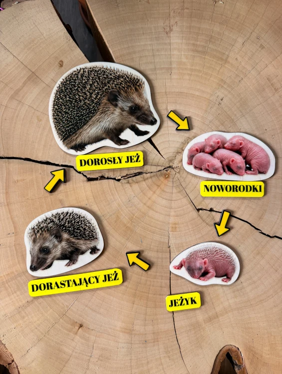 Drewniana pomoc EDUBOBO do układania i omawiania kolejnych faz rozwoju jeża.