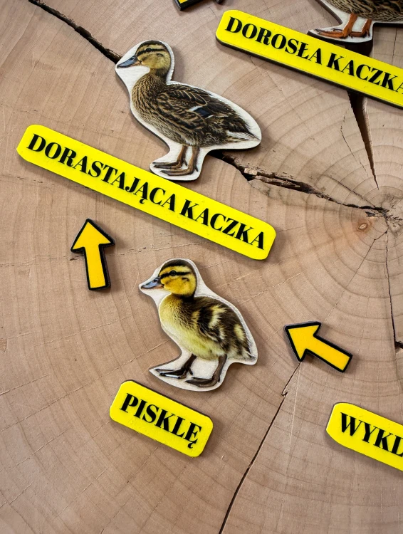 Zbliżenie na elementy układanki Cykl rozwojowy kaczki z realistycznymi ilustracjami