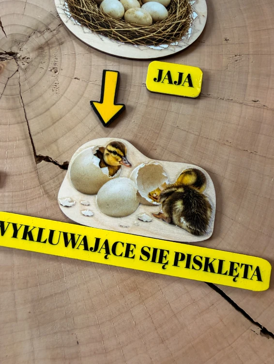 Zestaw edukacyjny Cykl rozwojowy kaczki EDUBOBO na stole do nauki biologii