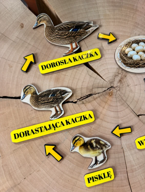 Dziecko układa elementy układanki Cykl rozwojowy kaczki EDUBOBO podczas zajęć