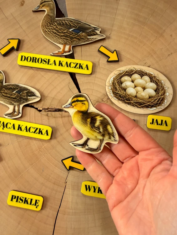 Kolorowa ilustracja jaja i pisklęcia w zestawie edukacyjnym Cykl rozwoju kaczki