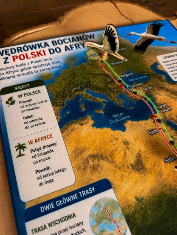 Plansza edukacyjna EDUBOBO z trasą migracji bocianów od strony Afryki