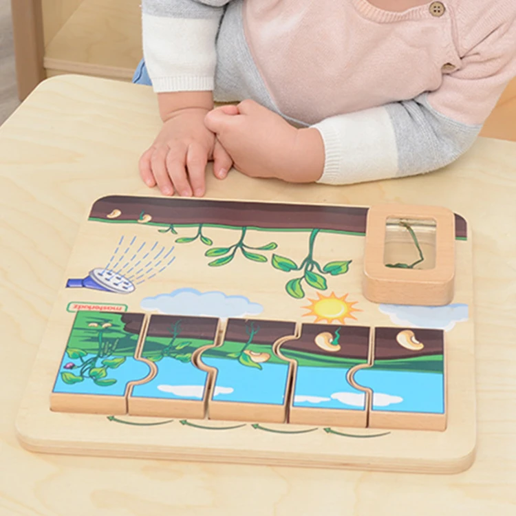 Dziecko układające drewniane elementy cyklu życia fasoli na tablicy edukacyjnej MASTERKIDZ