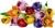 Kolorowe tulipany LEGO Botanicals Bukiet Tulipanów 11501 z regulowanymi łodygami