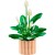 Detal skrzydłokwiatu LEGO Botanicals 11504 z realistycznymi elementami i kwiatami