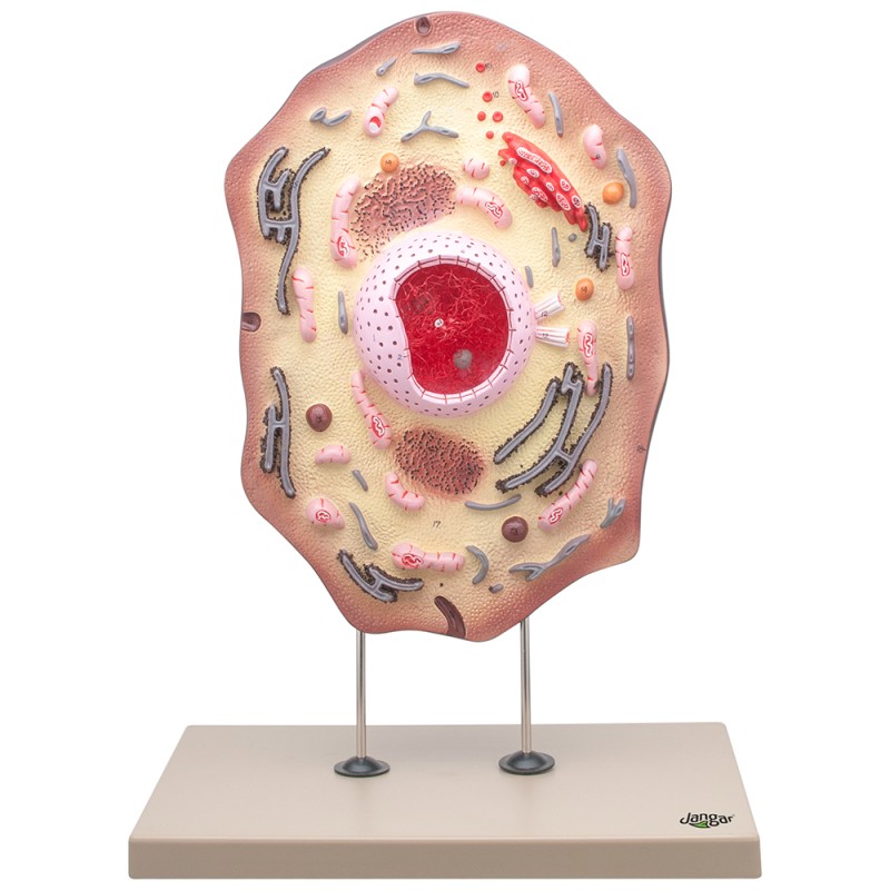 Model komórki zwierzęcej 3D na podstawie – pomoc dydaktyczna do biologii